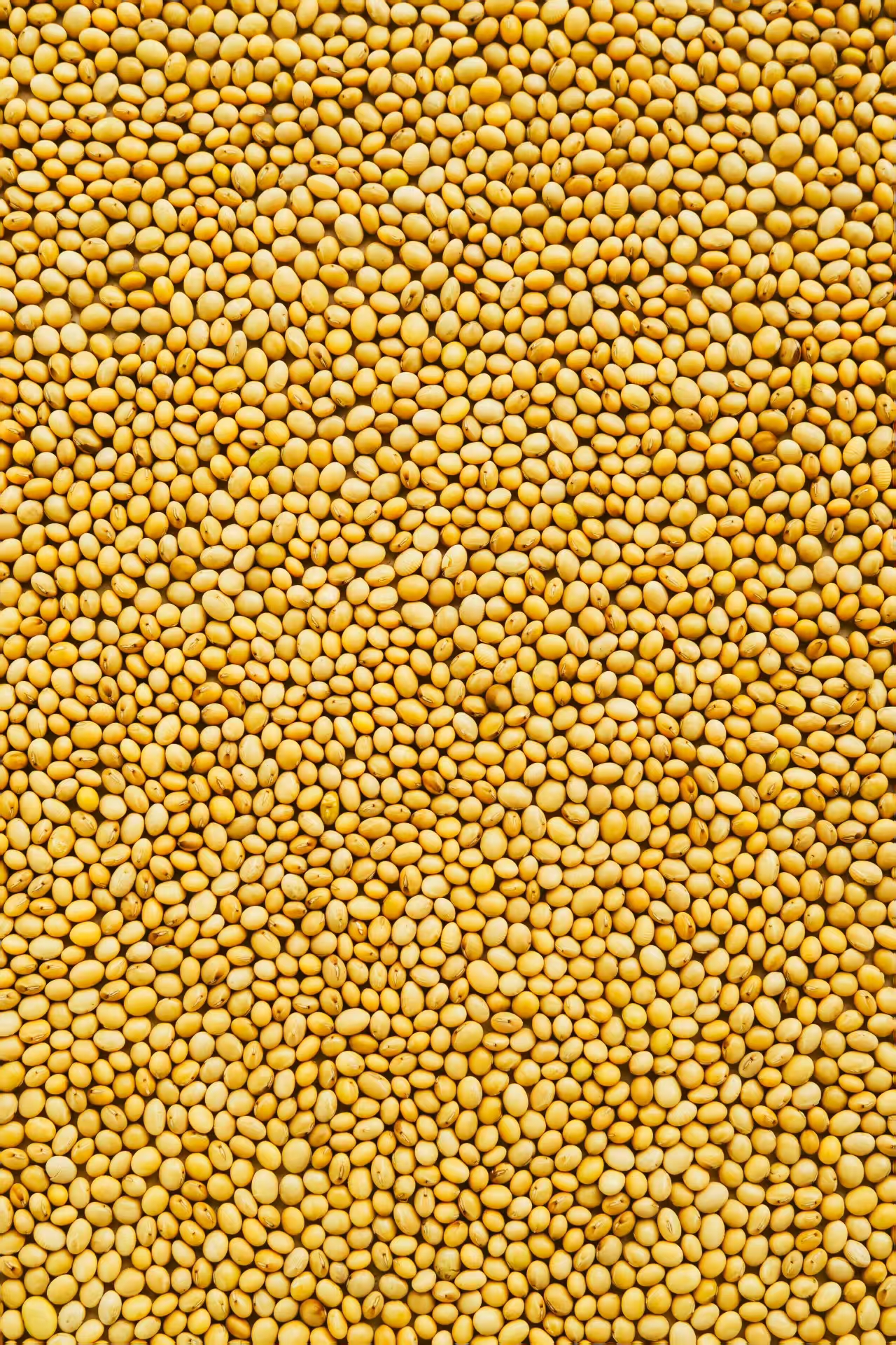 Soybeans Closeup