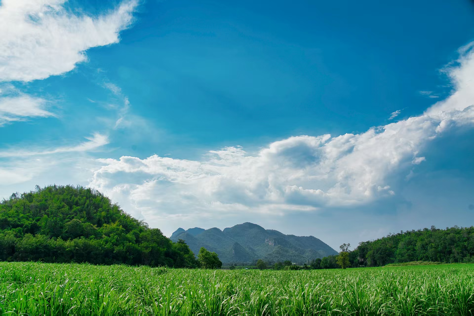 Brazilian sugar field