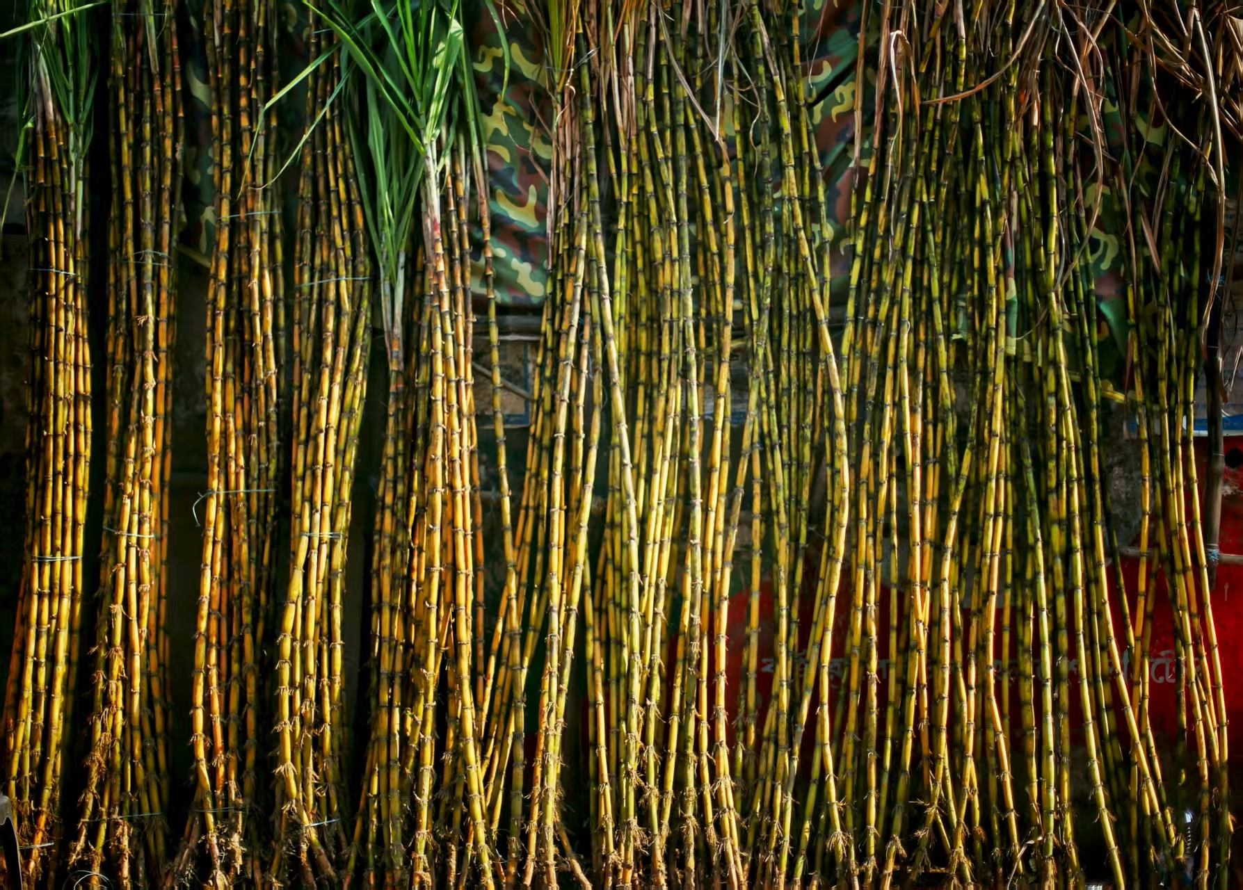 Sugarcane fields in Brazil