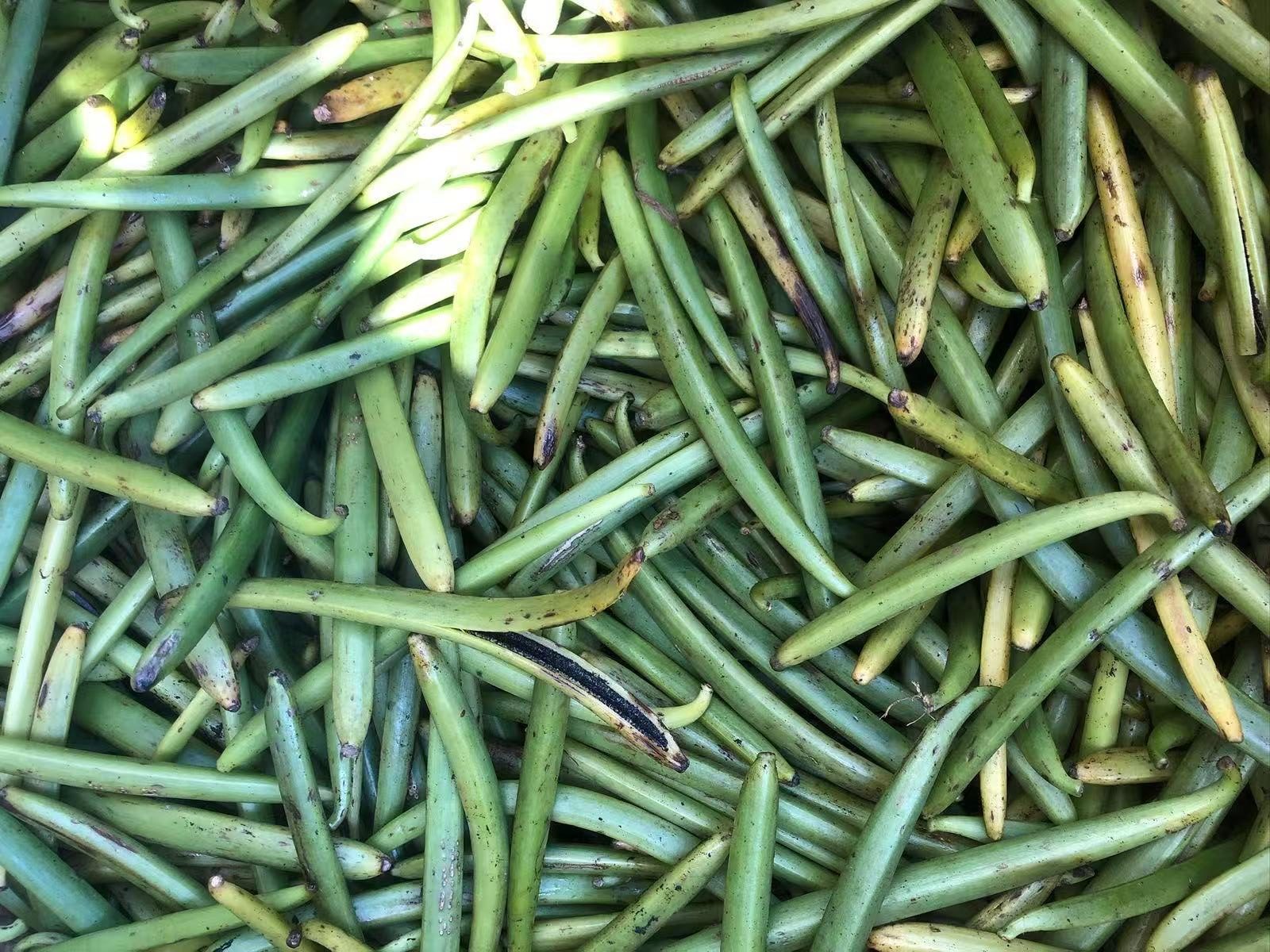 Madagascar vanilla 1